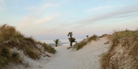 Palmestanden en majaften